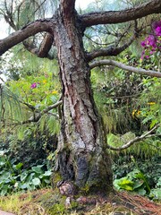 tree in the forest