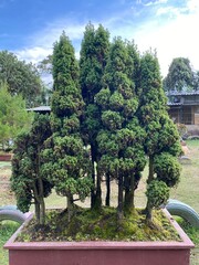 tree in garden