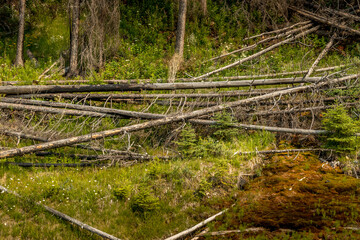 Water flows from the mountains to the Kootenay River Banff Windermer HWY Kootenay National Park British Columbia Canada