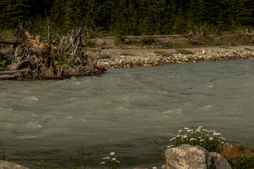 Wild flowers Kootenay River Kootenay National Park British Columbia Canada