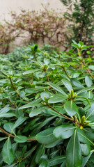 Pittosporum tobira or Australian laurel pruned globe form plant