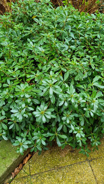 Pittosporum tobira or Australian laurel pruned globe form plant