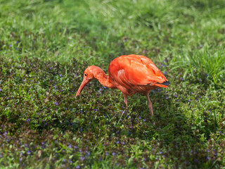 Scarlet ibis sometimes called red ibis or Eudocimus ruber is searching for food in green grass.