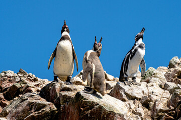 Pinguinos de Humboldt , Isla Ballestas, Paracas 