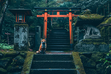 A Japanese shrine with a torii gate and a fox statue - obrazy, fototapety, plakaty