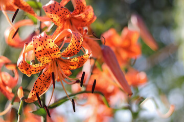 Tiger Lily flower. Lilium lancifolium. Orange blossoms with black dots. Tiger lilies in a garden. Wallpaper or background. Beautiful orange Tiger Lily. Lilium Tigrinum on a blurred background