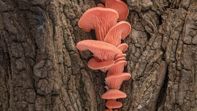 4K Time Lapse of pink Oyster mushrooms growing on old bark of tree - close-up. Mushroom grow. Healthy ECO food.