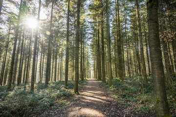 Green tree spooky mystical forest background, beautiful view fresh pines trees and floor in Germany Europe