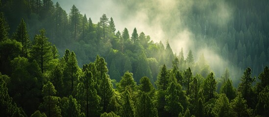 Mesmerizing Pine and Sequoia Forest in a Majestic Environment with a Captivating Background - obrazy, fototapety, plakaty