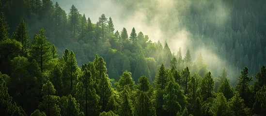 Gardinen Mesmerizing Pine and Sequoia Forest in a Majestic Environment with a Captivating Background © AkuAku