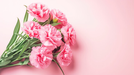 Radiant Pink Carnations Symbolizing Affection on International Womens Day