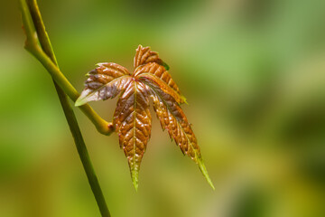 Lone colored fern leaf sticking out from the surrounding green - scenes from Bayfield, Huron County, ON, Canada