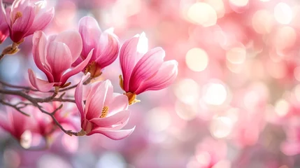 Poster Closeup of blooming magnolia tree in spring on pastel bokeh background, copy space. © Jasper W