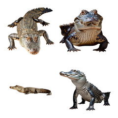 Set of isolated crocodiles