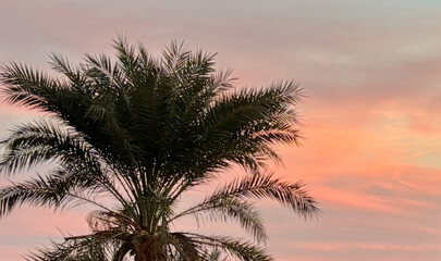 Fototapeta na wymiar Palm crown with sunset