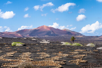 The Wine Valley of La Geria in Lanzarote with volcanoes in the background and a palm tree. Canary Islands, Macaronesia, Spain. - 721646310