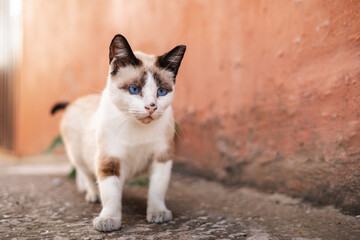 Blue eyed kitty on salmon background, copyspace