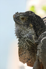 close up of a lizard