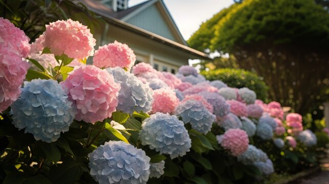 
A photo capturing hydrangea bushes in pastel hues, creating a dreamy and romantic garden setting.
