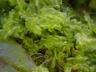 Southern Crestwort (Lophocolea semiteres), a leafy liverwort that is an invasive species in the UK