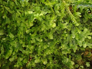 Forked Veilwort (Metzgeria furcata), a common liverwort found on tree trunks.