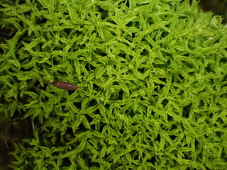 Close-up of a moss