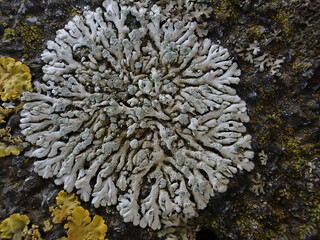 Naklejka na ściany i meble Physcia caesia lichen, United Kingdom