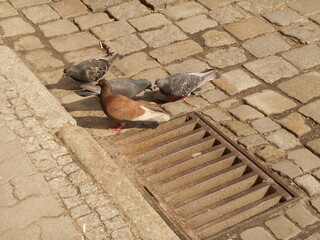 pigeons on he street