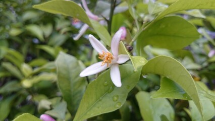 ポタジェガーデン　５月　レモンの花