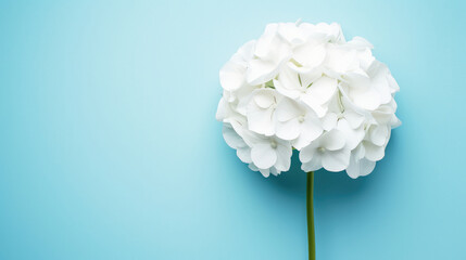Serene White Hydrangea Elegantly Posed Against a Soothing Blue Backdrop - obrazy, fototapety, plakaty