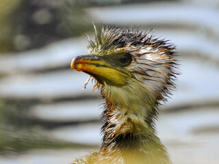 Close up of Little Shag or Little Pied Cormorant