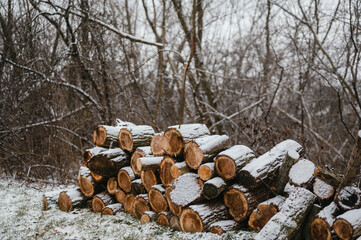 Snow covered pile of stacked wood logs in the winter with a forest background