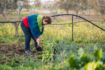 rural senior woman maintaining and caring for her vegetable garden