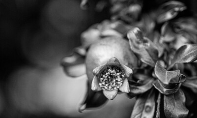 Pomegranate