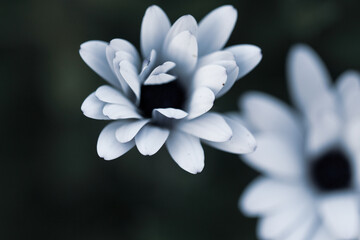 white flower on black