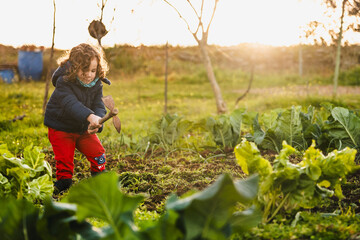 happy little boy playing in the orchard with a hoe at sunset with the sun in the background - obrazy, fototapety, plakaty