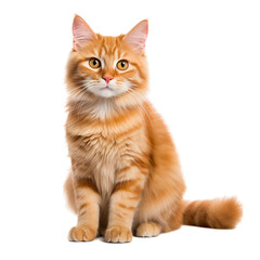 british cat isolated on white