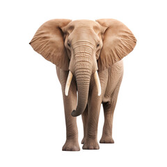 Obraz premium Portrait of an Elephant front view, full body standing isolated on transparent background