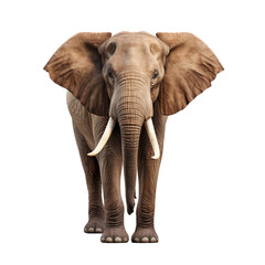 Fototapeta na wymiar Portrait of an Elephant front view, full body standing isolated on transparent background