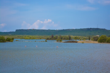 The salt pans of Jan Kok, also known as the Flamingo Sanctuary Sint Willibrordus.
American flamingo (Phoenicopterus ruber) foraging in salt flats of Sint Willibrordus, Curaçao. 
