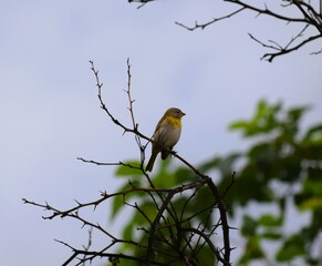  Canário-da-terra - Sicalis flaveola