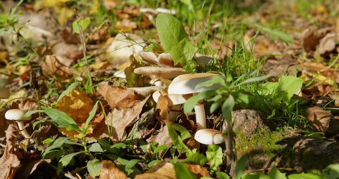 Various wild white mushrooms surrounded with green grass and dry leaves in woods