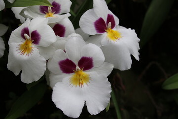 Close-up Shot of Miltonia Orchid flowers (Singapore)