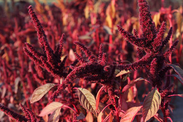 red amaranth

