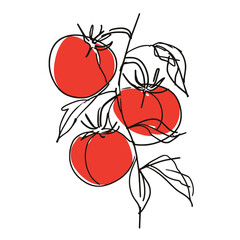 Simple line drawing illustration of a vine of tomatoes on a tree branch