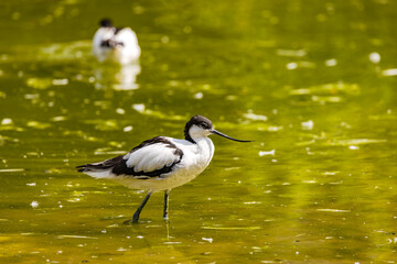 Obraz premium A striking black and white plumaged avocet as a gull bird