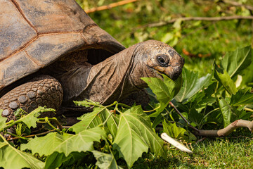 Head of a turtle eating leaves