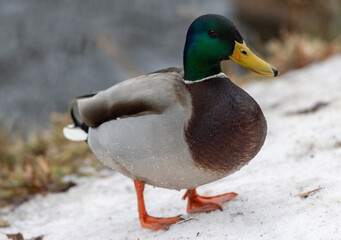 A selective focus shot of the head male mallard duck
