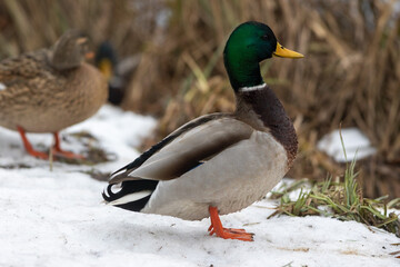 A selective focus shot of the head male mallard duck