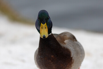 A selective focus shot of the head male mallard duck